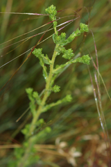 Deinandra