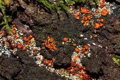 Trichoderma nothescens