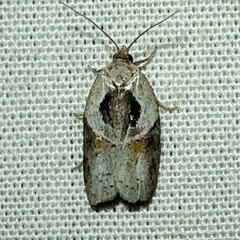Acleris maculidorsana