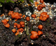 Trichoderma nothescens