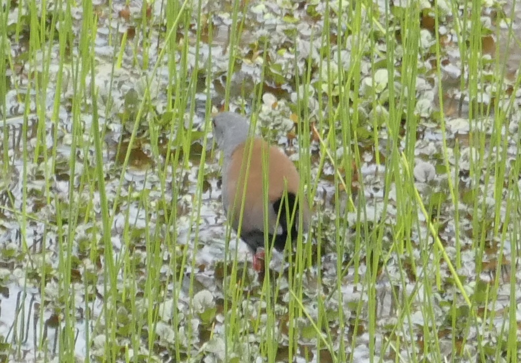 Black-tailed Crake