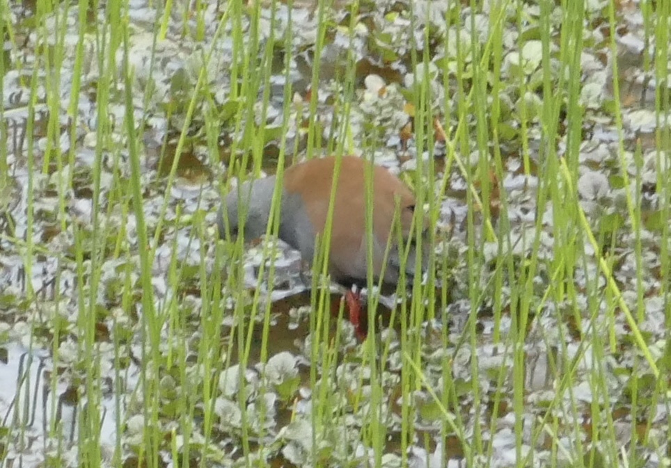 Black-tailed Crake