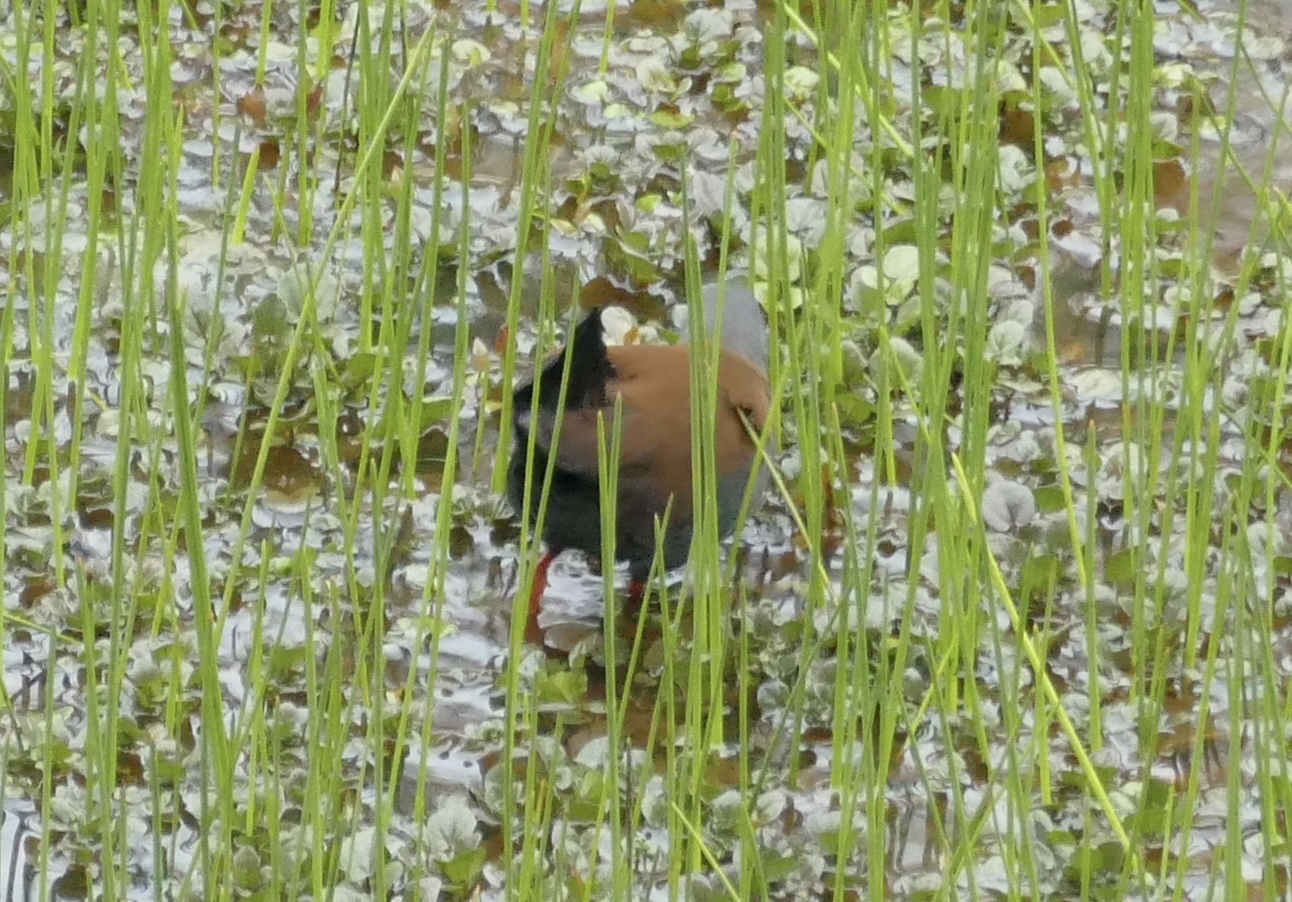 Black-tailed Crake