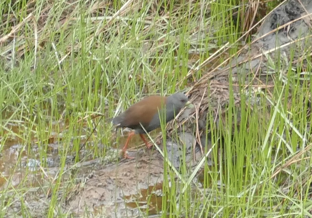 Black-tailed Crake