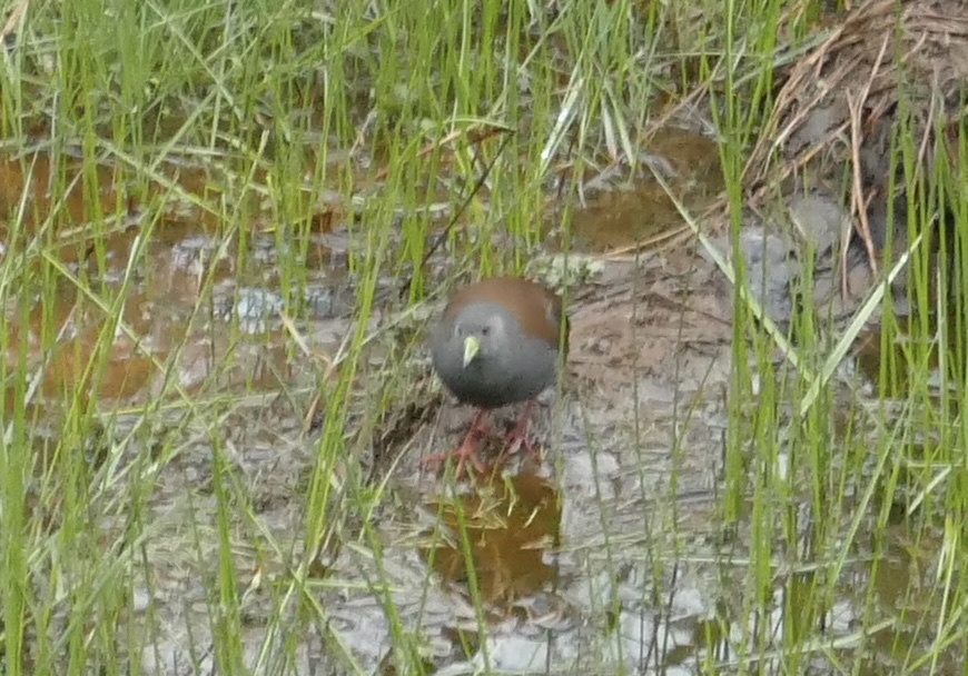 Black-tailed Crake