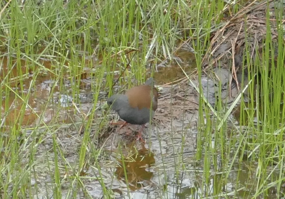 Black-tailed Crake