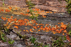 Trichoderma nothescens