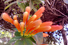 Pyrostegia