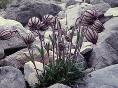 Silene uralensis