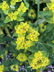 Helioscopia