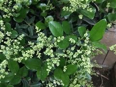 Ligustrum japonicum