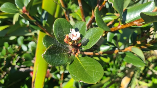 Rhaphiolepis umbellata
