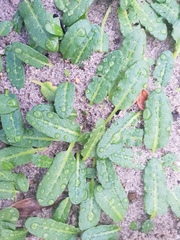 Rumex neglectus