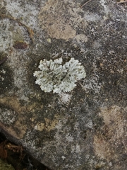 Heterodermia obscurata