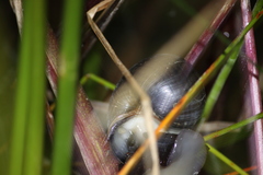 Pomacea paludosa