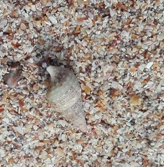 Cerithiidae