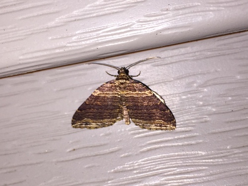 Many-lined Carpet Moth photo 5