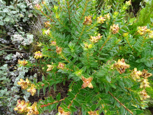 Penaea cneorum (Penaea cneorum)