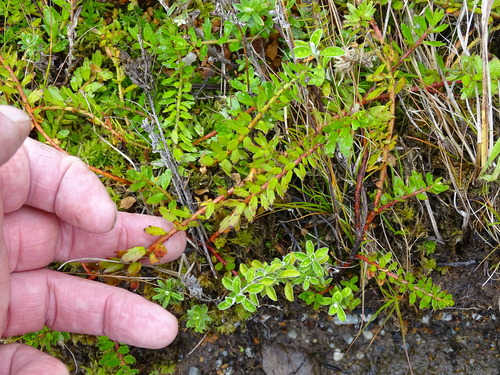 Image of Laurembergia repens by (c) Shaun Swanepoel, some rights reserved (CC BY)
