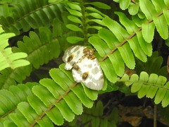 Abraxas amicula-illuminata