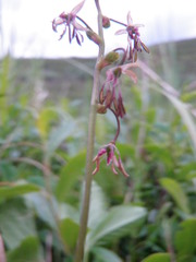 Thalictrum alpinum