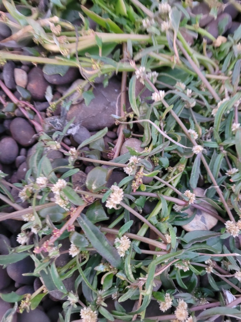 Lesser Joyweed from Little River 7591, New Zealand on April 27, 2024 at ...