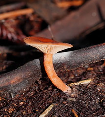Lactarius eucalypti