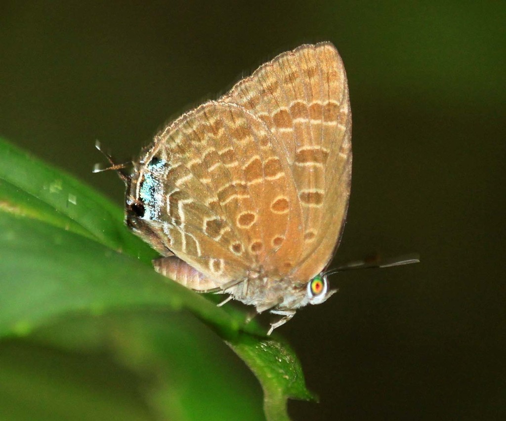 Sumatran Oakblue