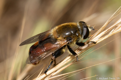 Polydontomyia curvipes