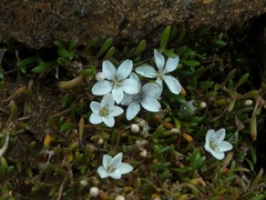 Montia sessiliflora
