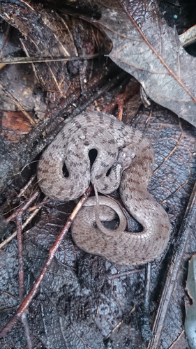 Storeria storerioides