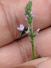 Acmaeodera neoneglecta