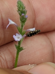 Acmaeodera neoneglecta