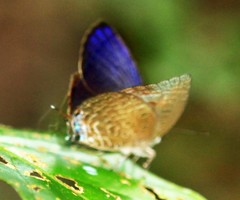 Arhopala phaenops
