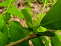 Dirca decipiens