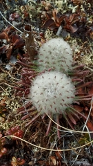 Pedicularis lanata