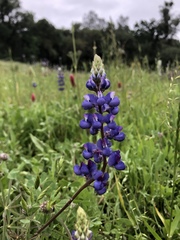 Lupinus benthamii
