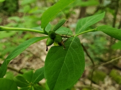 Dirca decipiens
