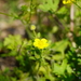 Hairy Buttercup - Photo (c) drtifflipsett, some rights reserved (CC BY-NC-ND)