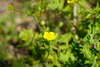 Hairy Buttercup - Photo (c) drtifflipsett, some rights reserved (CC BY-NC-ND), uploaded by drtifflipsett