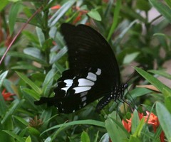 Papilio nephelus annulus