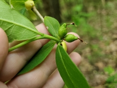Dirca decipiens