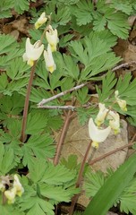 Dicentra cucullaria