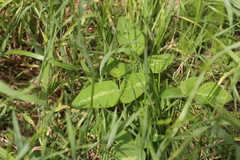 Desmodium tweedyi