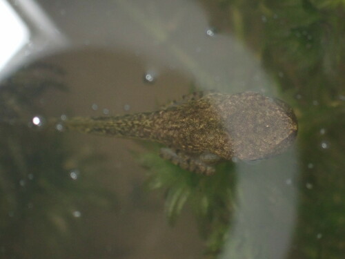 Spot-legged Tree Frog, photo 9 of 10