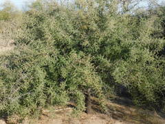 Condalia globosa