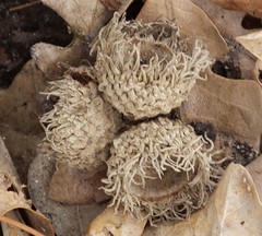 Quercus macrocarpa