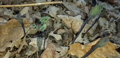 Magnoliopsida