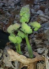 Thalictrum dioicum