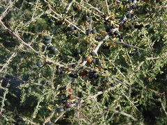 Condalia globosa